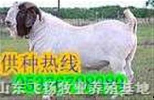 波尔山羊养殖技术视频,波尔山羊养殖技术视频精华解析