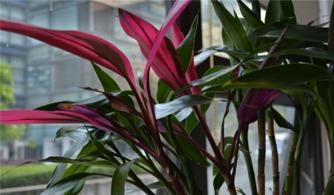 富贵竹怎么编视频,打造家居绿植艺术品