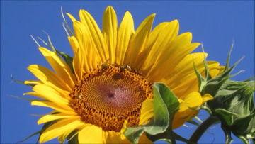 太阳花视频,记录生活美好瞬间，传递正能量