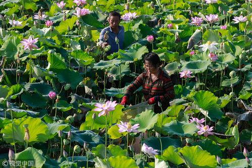 采莲的视频,视频中的自然画卷