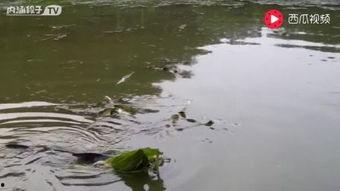 冬季钓鱼视频野钓实战,揭秘冬季钓鱼技巧与策略