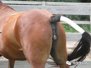 马发情视频,揭秘动物世界的浪漫时刻