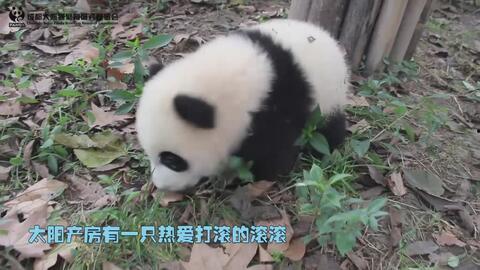 熊猫的搞笑视频,萌化你的心！