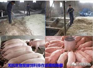 饲料发酵视频,视频揭秘高效养殖之道