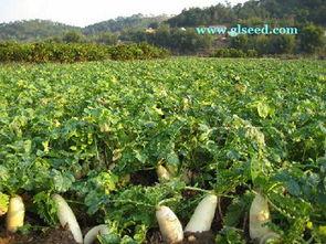 白萝卜种植视频,从播种到收获